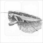 Giant Asian Mantis black and white drawing