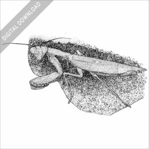 Giant Asian Mantis black and white stock image