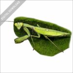 Giant Asian Mantis stock art image