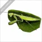 Giant Asian Mantis stock art image