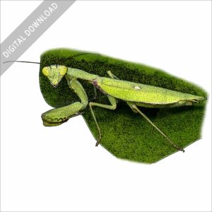 Giant Asian Mantis stock art image