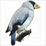 Japanese Grosbeak illustration