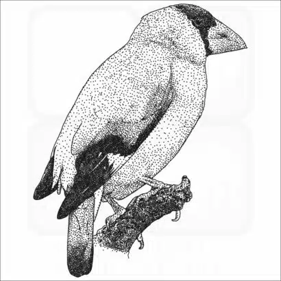 Japanese Grosbeak black and white illustration