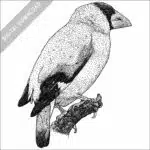 Japanese Grosbeak black and white stock image