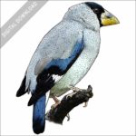 Japanese Grosbeak stock art drawing
