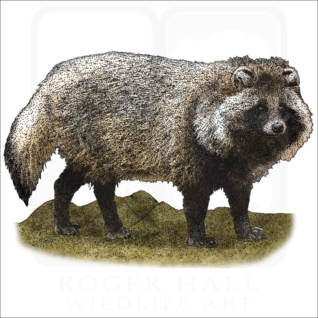 Japanese Raccoon Dog Stock Art Illustration