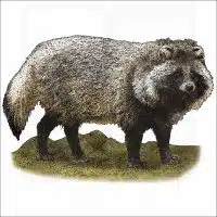 Japanese Raccoon Dog illustration