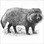 Japanese Raccoon Dog black and white drawing