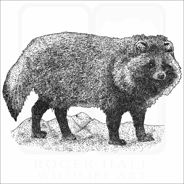 Japanese Raccoon Dog black and white drawing