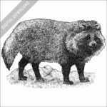 Japanese Raccoon Dog black and white drawing