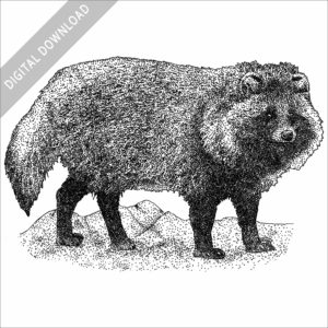 Japanese Raccoon Dog black and white drawing