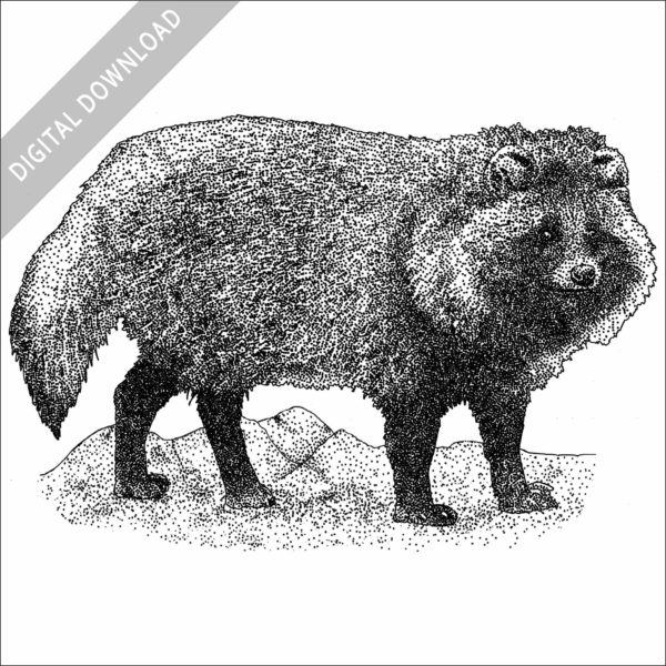 Japanese Raccoon Dog black and white drawing