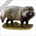 Japanese Raccoon Dog stock image