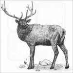Manitoban Elk black and white drawing