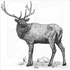 Manitoban Elk black and white drawing