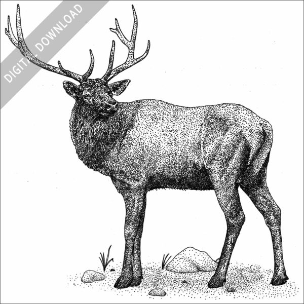 Manitoban Elk black and white stock image