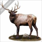 Manitoban Elk stock image