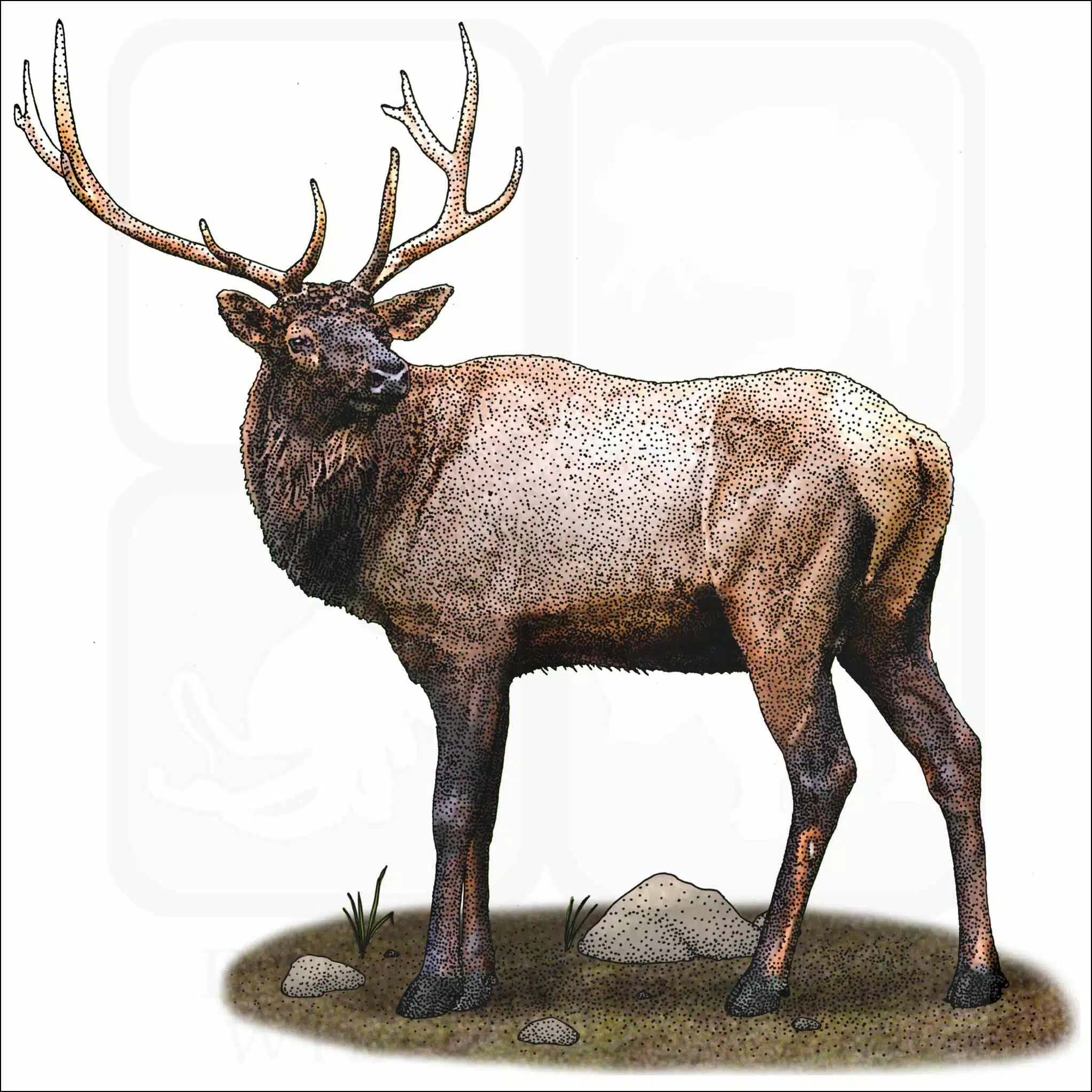 Manitoban Elk Manitoban Elk illustration