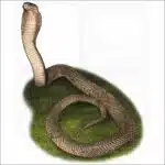 Philippine Cobra illustration