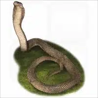 Philippine Cobra illustration