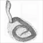 Philippine Cobra black and white illustration