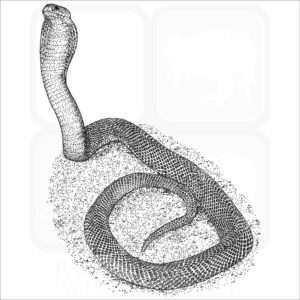 Philippine Cobra black and white illustration