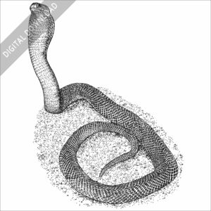 Philippine Cobra black and white drawing