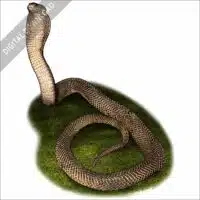 Philippine Cobra stock image