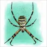 Wasp Spider illustration