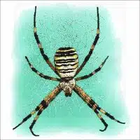 Wasp Spider illustration