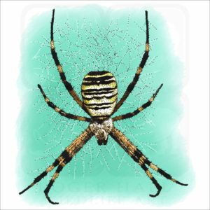 Wasp Spider illustration