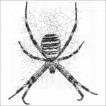 Wasp Spider black and white drawing