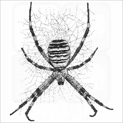 Wasp Spider black and white drawing