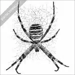 Wasp Spider black and white stock image