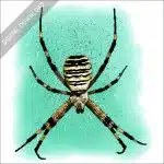 Wasp Spider stock image