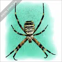 Wasp Spider stock image