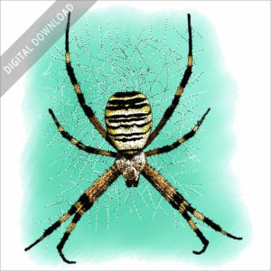 Wasp Spider stock image