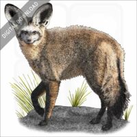 Bat-Eared Fox stock image