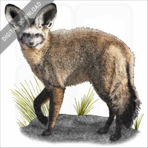 Bat-Eared Fox stock image