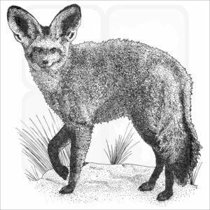 Bat-Eared Fox