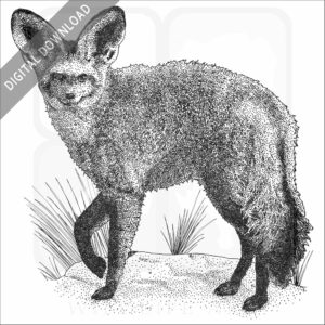Bat-Eared Fox