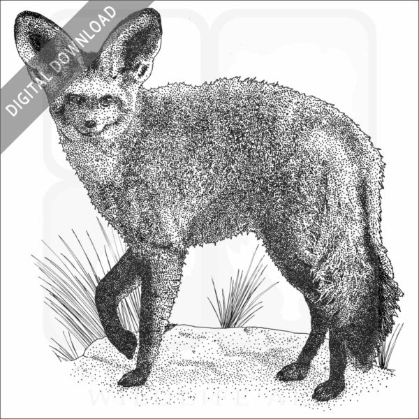 Bat-Eared Fox