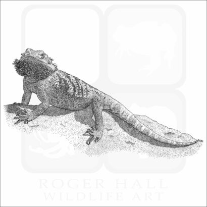 Bearded Dragon - Signed Fine Art Print - Image 2