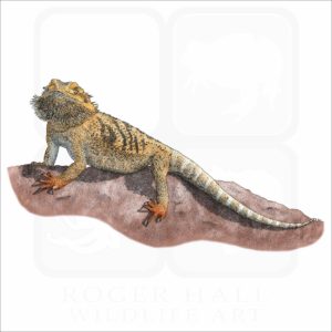 Bearded Dragon illustration