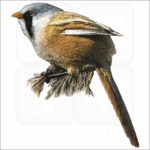 Bearded Reedling illustration