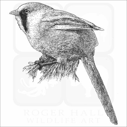 Bearded Reedling