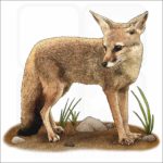 Bengal Fox illustration