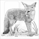 Bengal Fox
