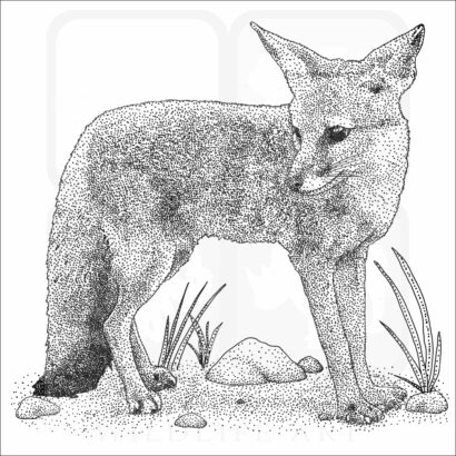 Bengal Fox
