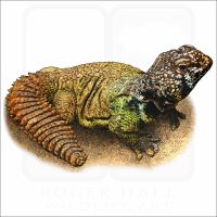 Bent's Spiny-Tailed Lizard illustration